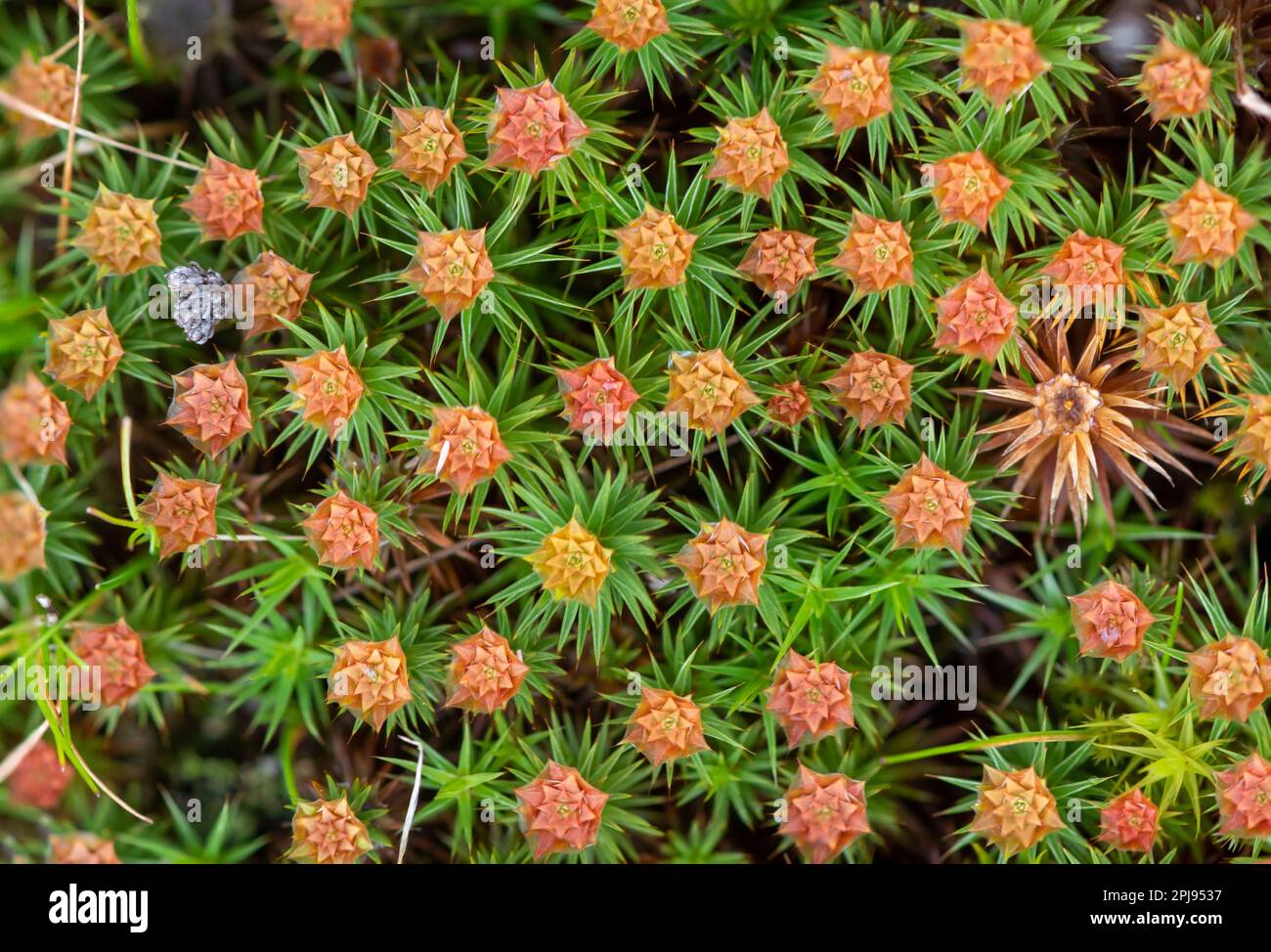 Bristly haircap moss Polytrichum piliferum, male shoots with reddish 'flowers' that contain the antheridia, Surrey, UK during spring Stock Photo