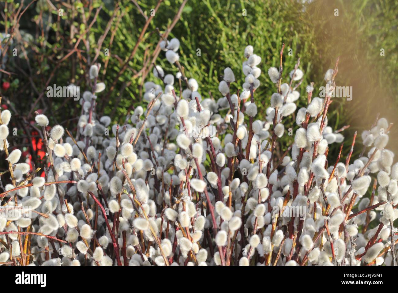 Catkins on a market, symbols of spring and easter decoration.. Stock Photo