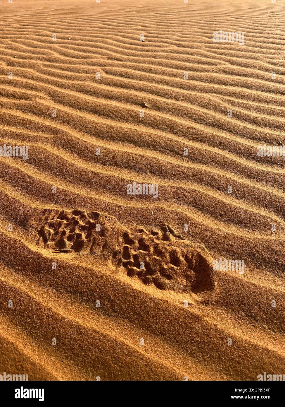 Shoe prints on a sand dune in the Sahara Desert, Merzouga. Grains of