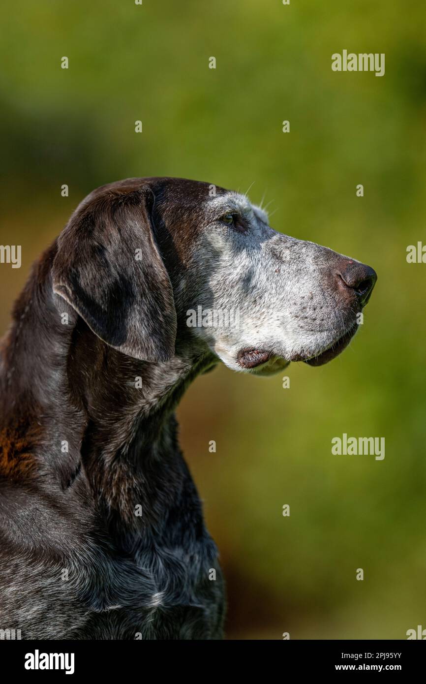 Portrait of a German Shorthaired Pointer Dog Stock Photo