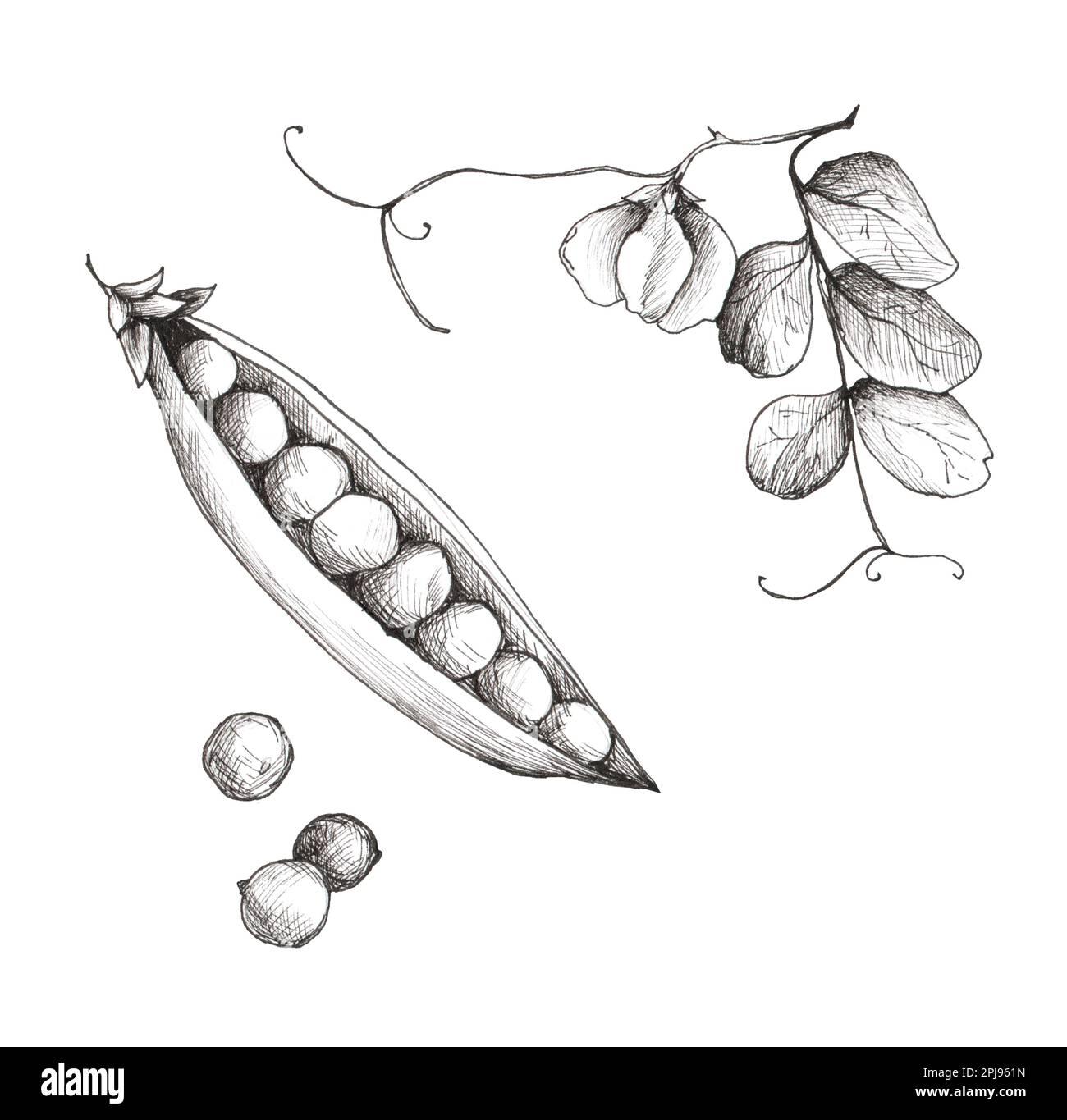 Green peas isolated on white background. Handdrawn realistic