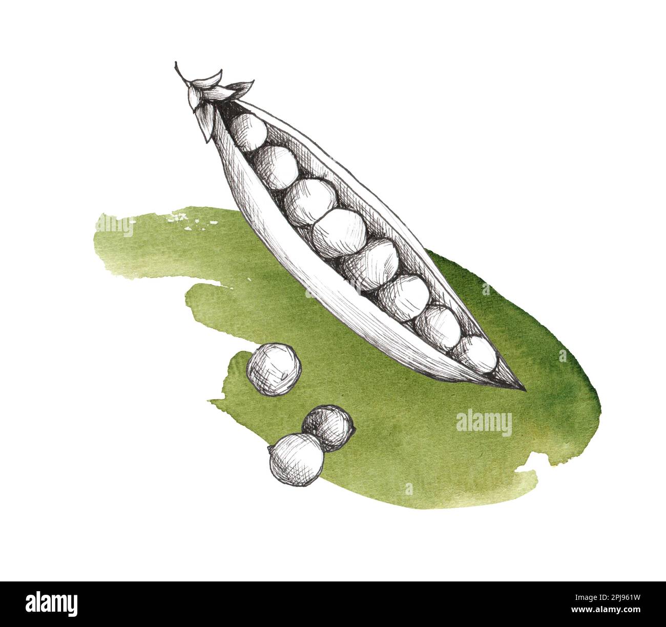 Green peas isolated on white background. Handdrawn realistic