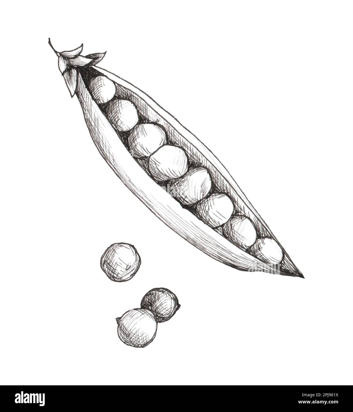 Ink Sketch Of Pea Stock Illustration - Download Image Now - Pea Pod,  Engraving, Green Pea - iStock
