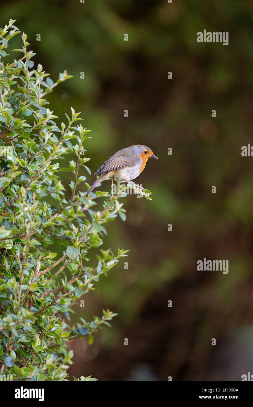 European Robin (Erithacus rubecula) perched in a hedge - Yorkshire, UK (April 2022) Stock Photo
