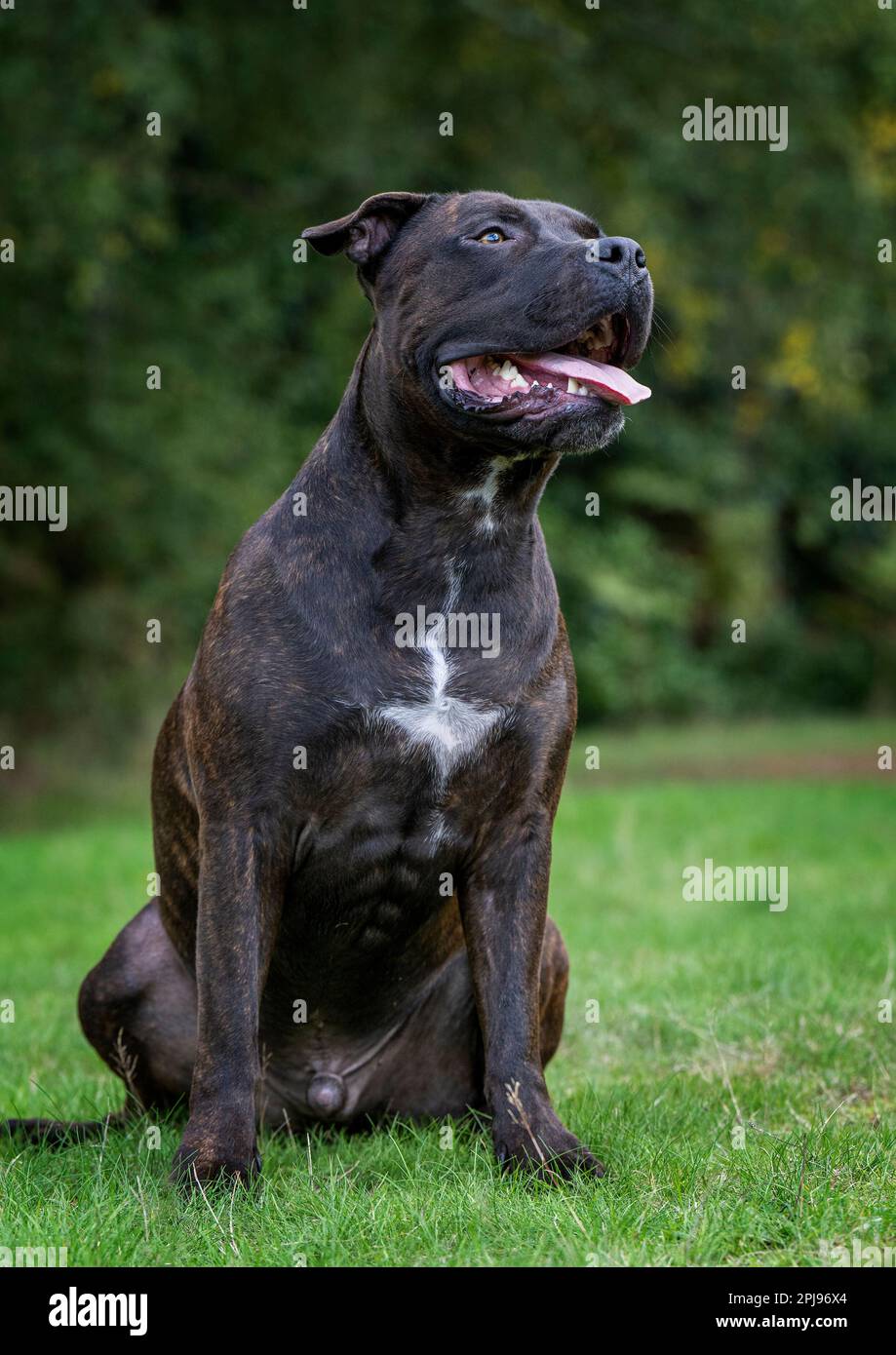 Portrait of a Staffordshire Bull Terrier. Stock Photo