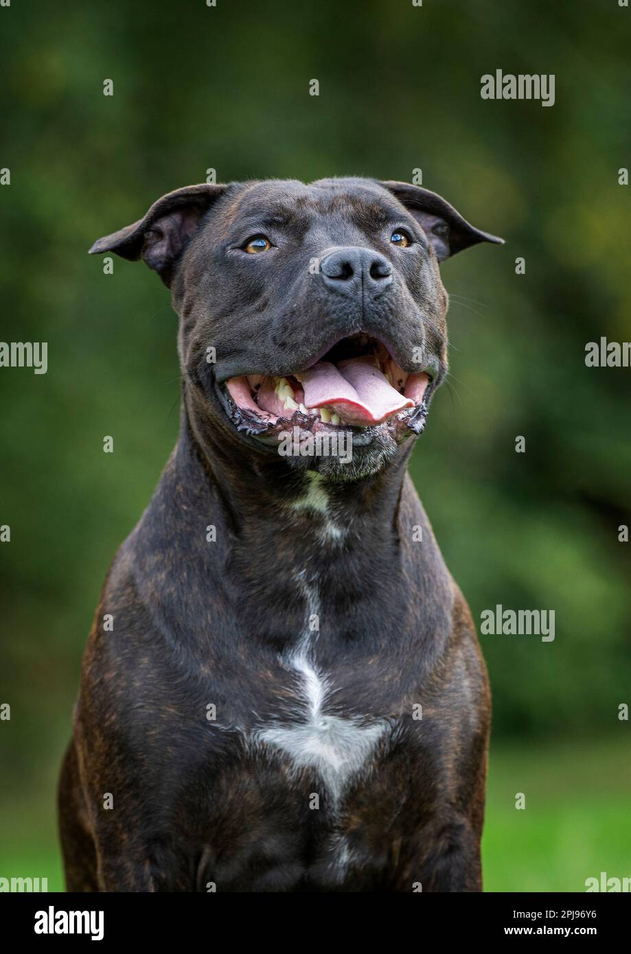 Portrait of a Staffordshire Bull Terrier. Stock Photo