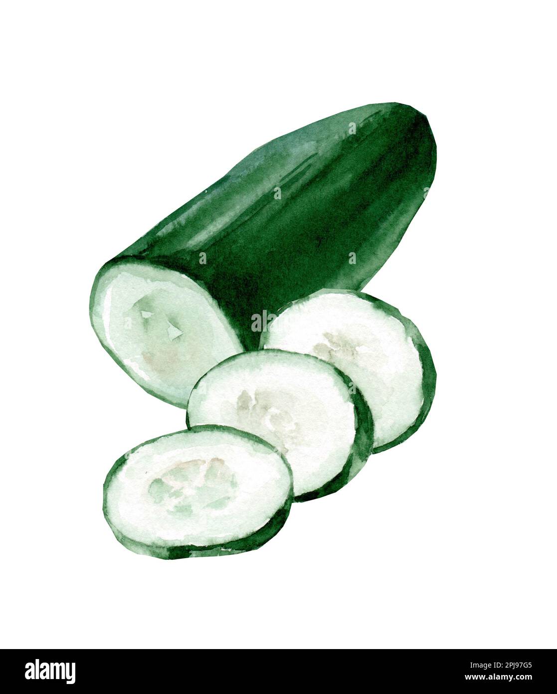 Green whole and cut Cucumber, Watercolor hand drawn illustration