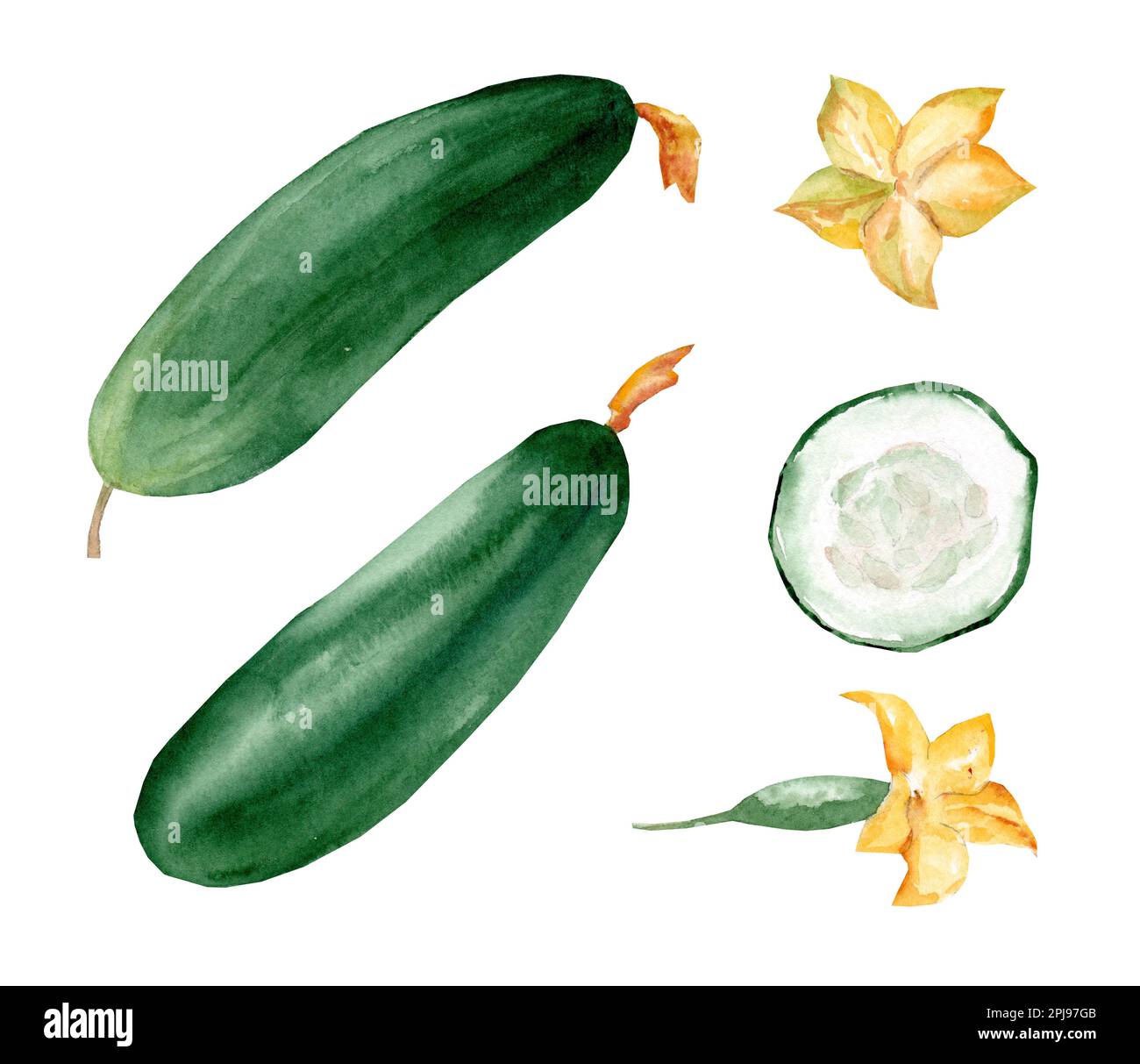 Green whole and sliced cucumber, flowers. Set of watercolor hand drawn