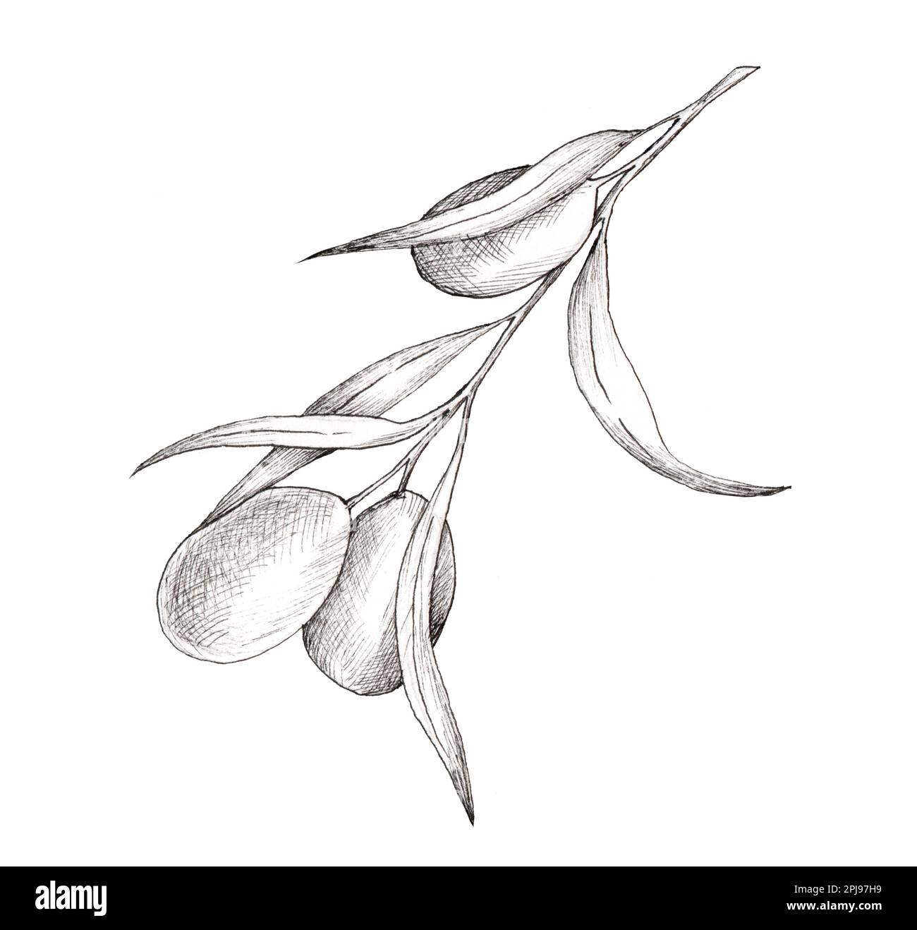 Vintage olive branch isolated on white. Hand drawn branches with leaves ...
