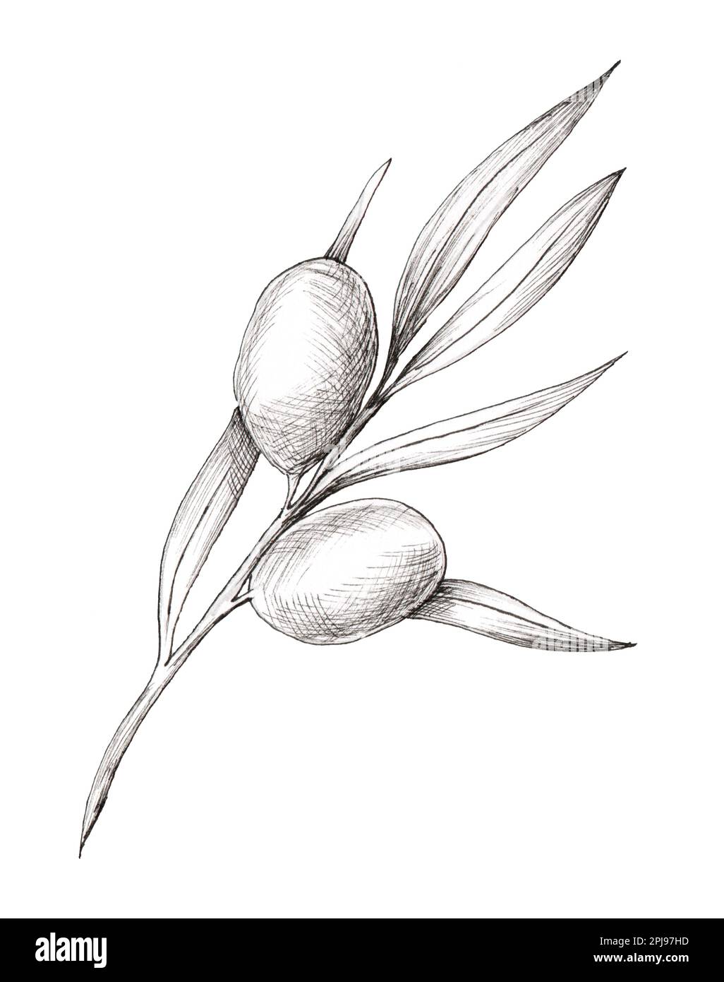 Vintage olive branch isolated on white. Hand drawn branches with leaves ...