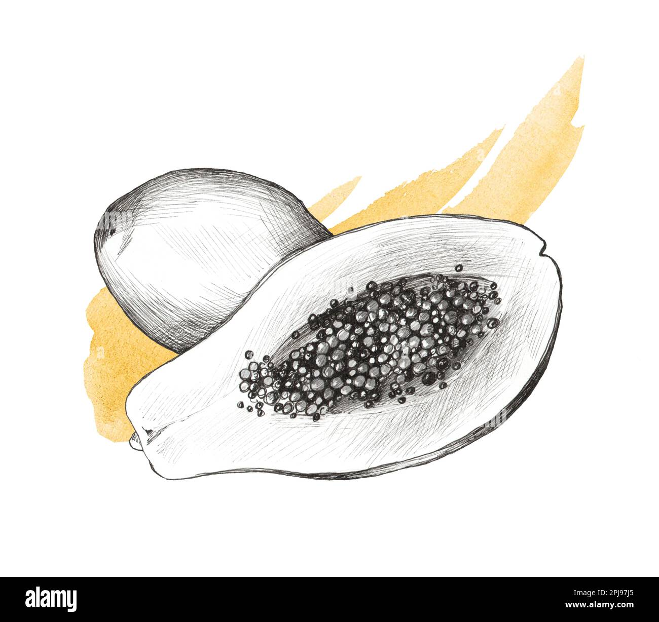 Fruits isolated on white background. Realistic hand made papaya