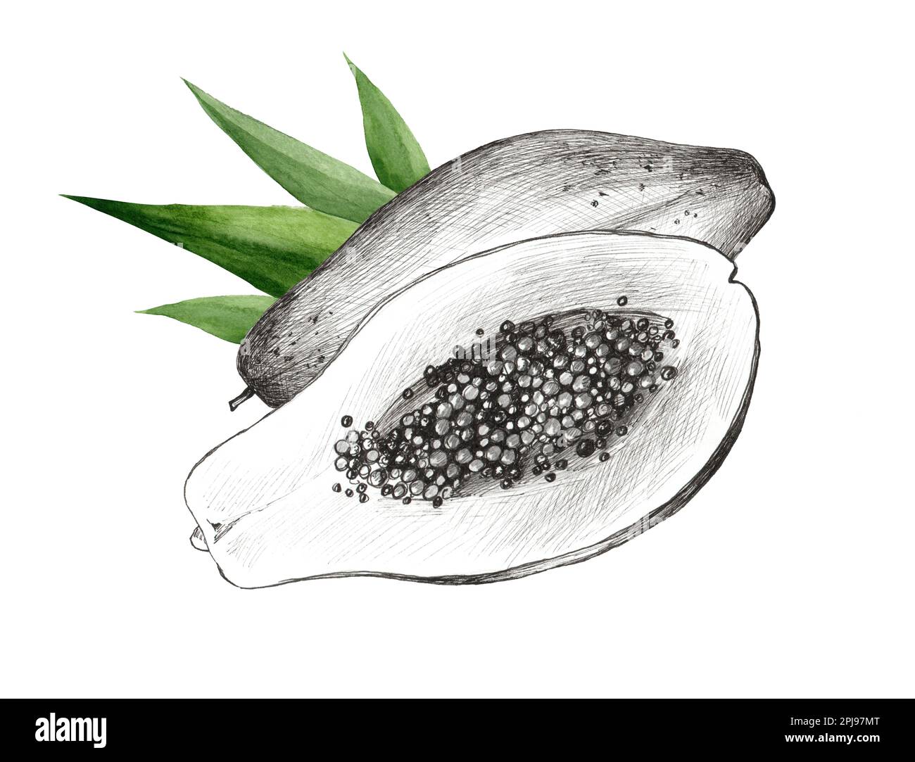 Fruits isolated on white background. Realistic hand made papaya