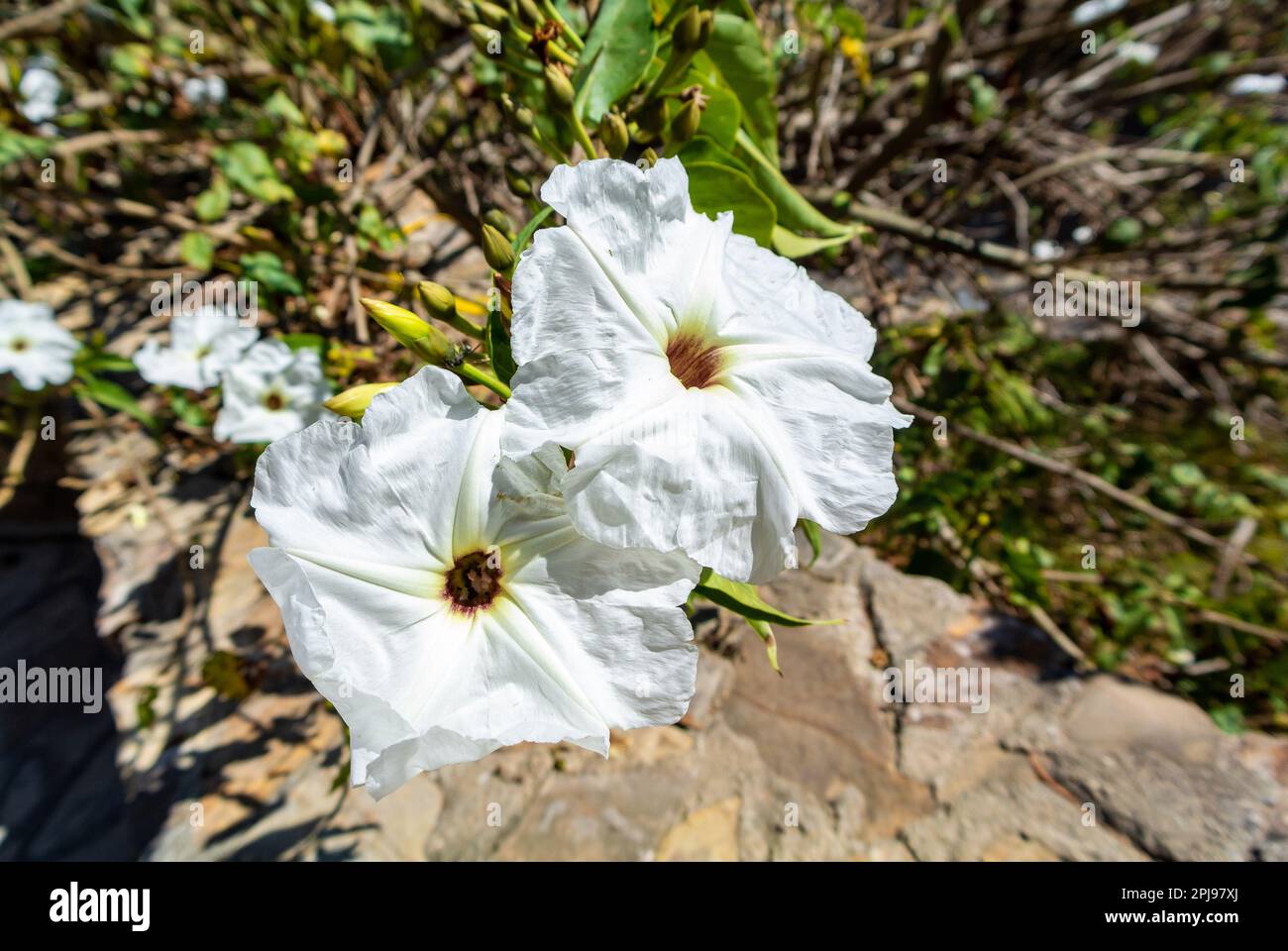 Monte Alban, Oaxaca de Juárez, Mexico, Ipomoea arborescens or tree morning glory, is a rapidly-growing, semi-succulent flowering tree Stock Photo