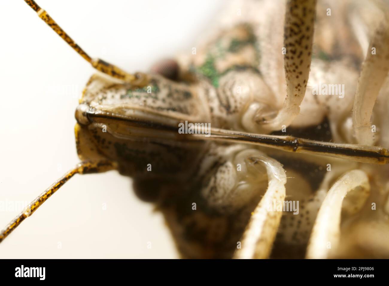 True bugs (Hemiptera), ultra macro head portrait (insect is upside down) on white background . Macro photography bug Stock Photo