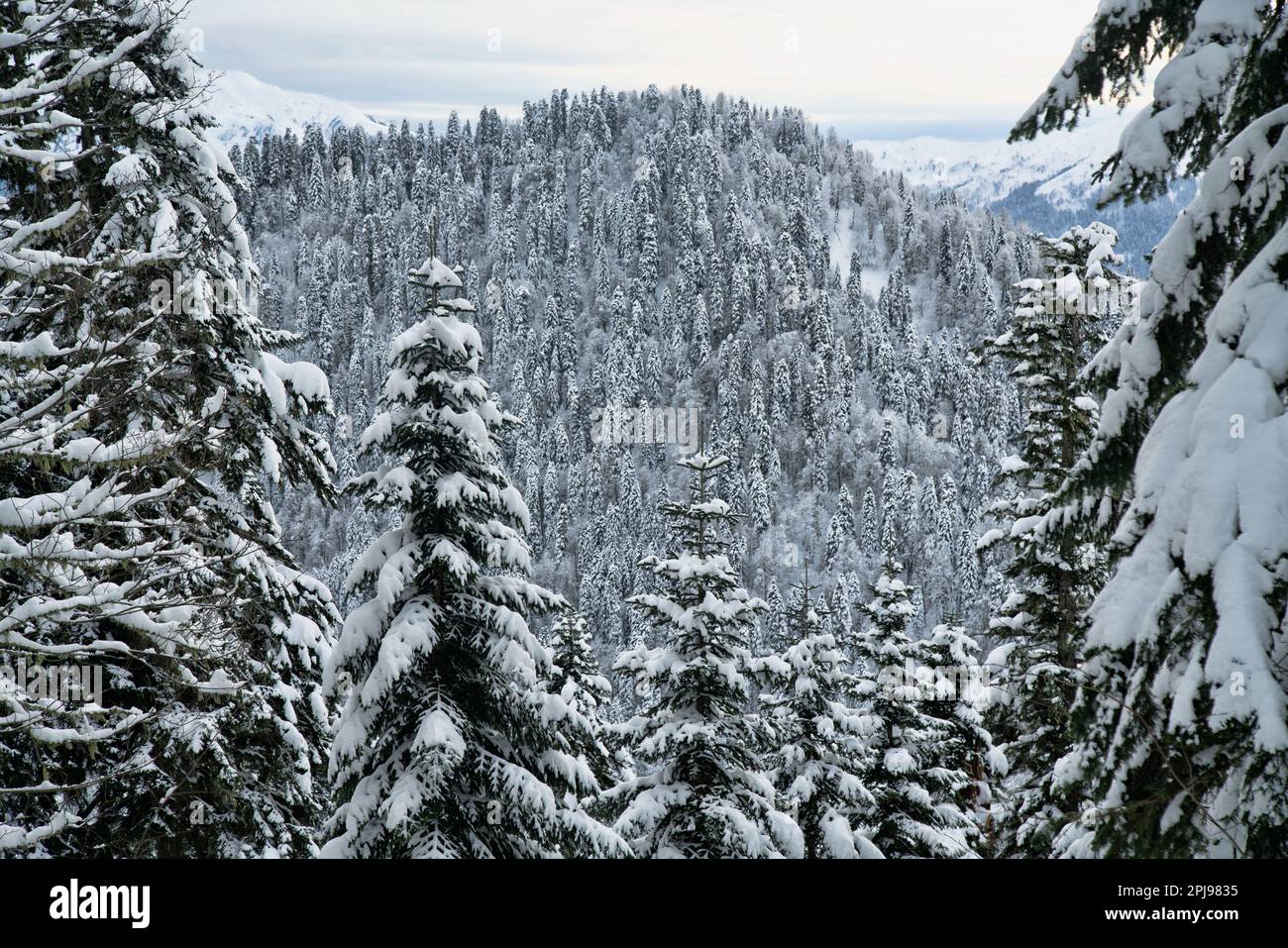 The old Oriental spruce (Picea orientalis) forest, fir grove, snow-covered trees. Caucasus Mountains in winter Stock Photo