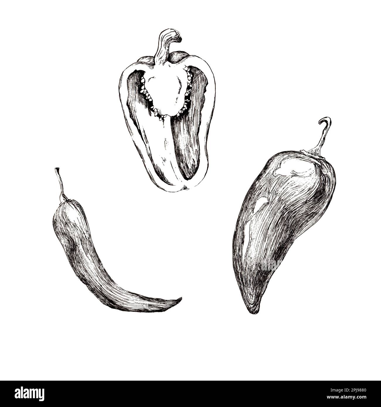 Graphic drawing of peppers on a white background. Black pen. Handwork ...