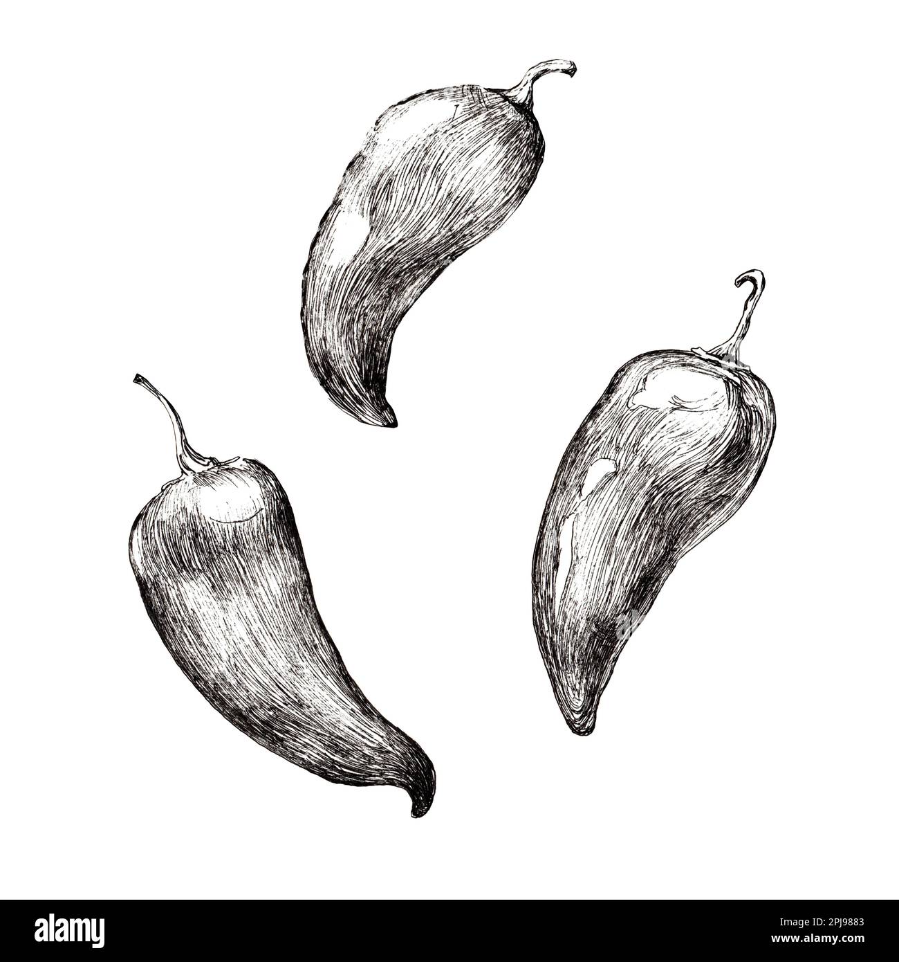 Graphic drawing of peppers on a white background. Black pen. Handwork ...