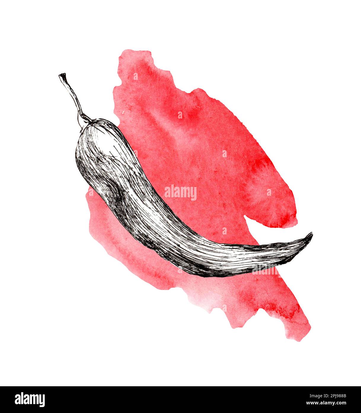 A slice of red paprika. Illustrated in graphics and watercolors. Watercolor spot. Red and black. Line drawing. Stock Photo