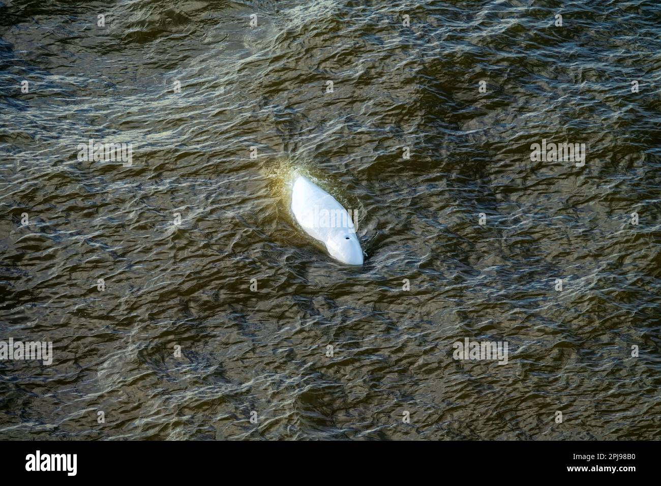 Whale beluga (Delphinapterus leucas) searching for capelin fish in ...