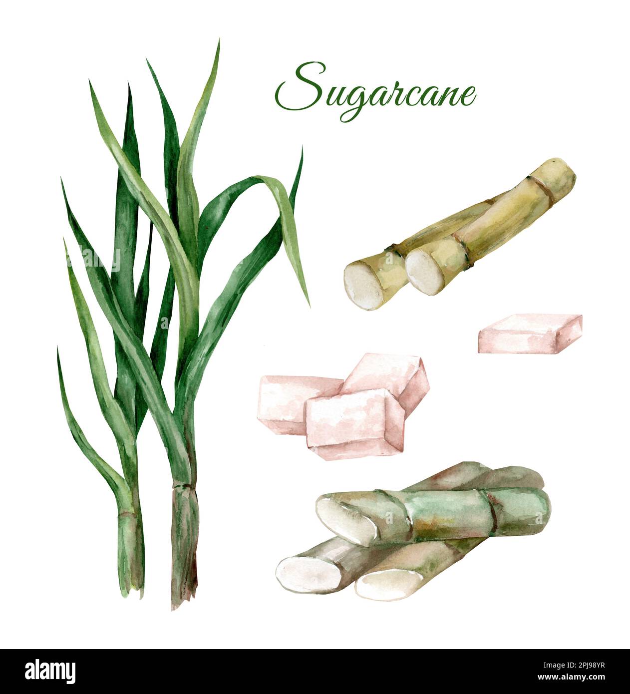Sugar cane with leaves. Set of watercolor hand drawn illustrations ...