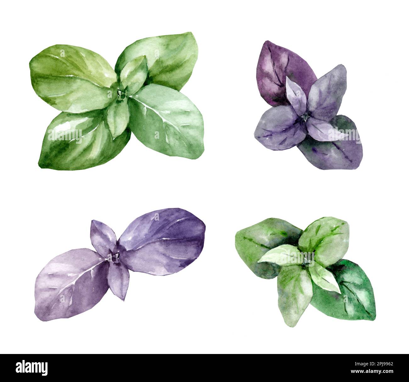 Fresh sprig of green and purple basil. Set of watercolor illustrations