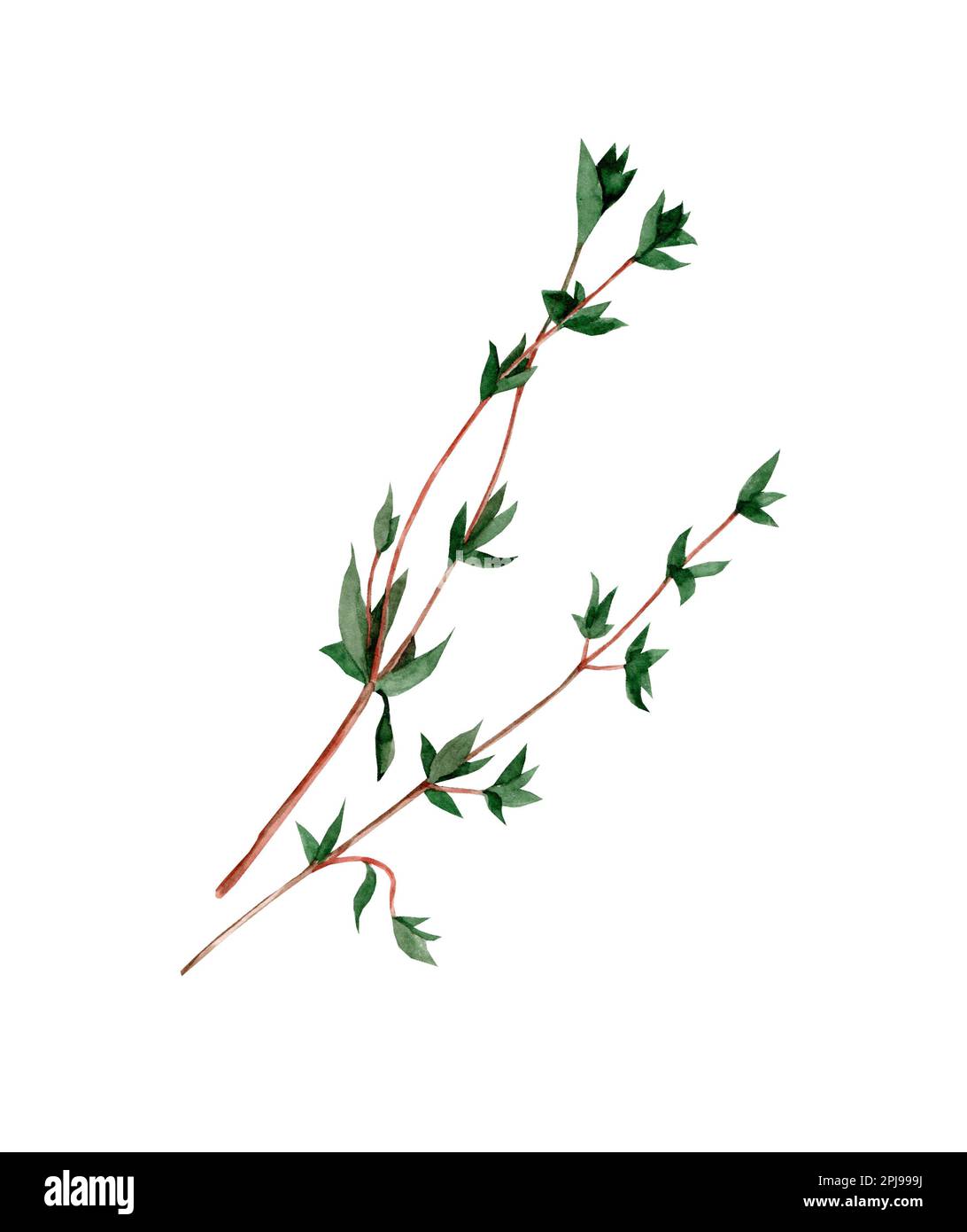 Thyme branches. Watercolor hand drawn illustration isolated on white