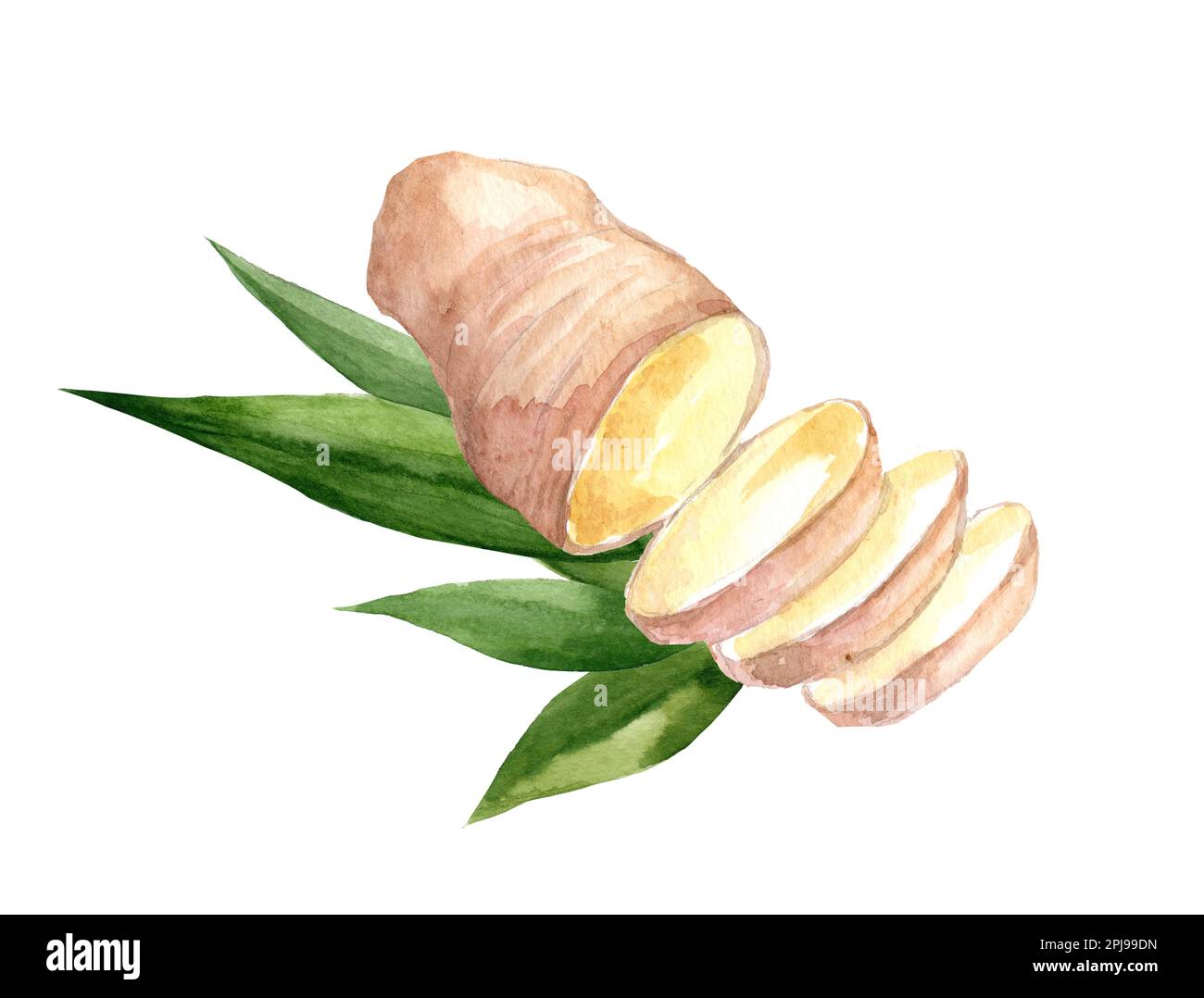 Hand Drawn Ginger and Horseradish watercolor sketch. Illustration For Food Design. Stock Photo