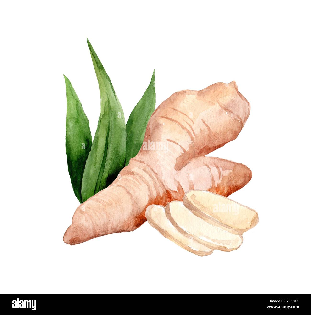 Hand Drawn Ginger and Horseradish watercolor sketch. Illustration For Food Design. Stock Photo