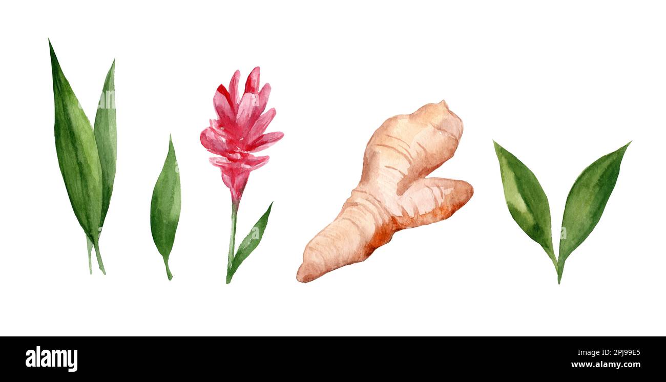 Hand Drawn Ginger and Horseradish watercolor sketch. Illustration For