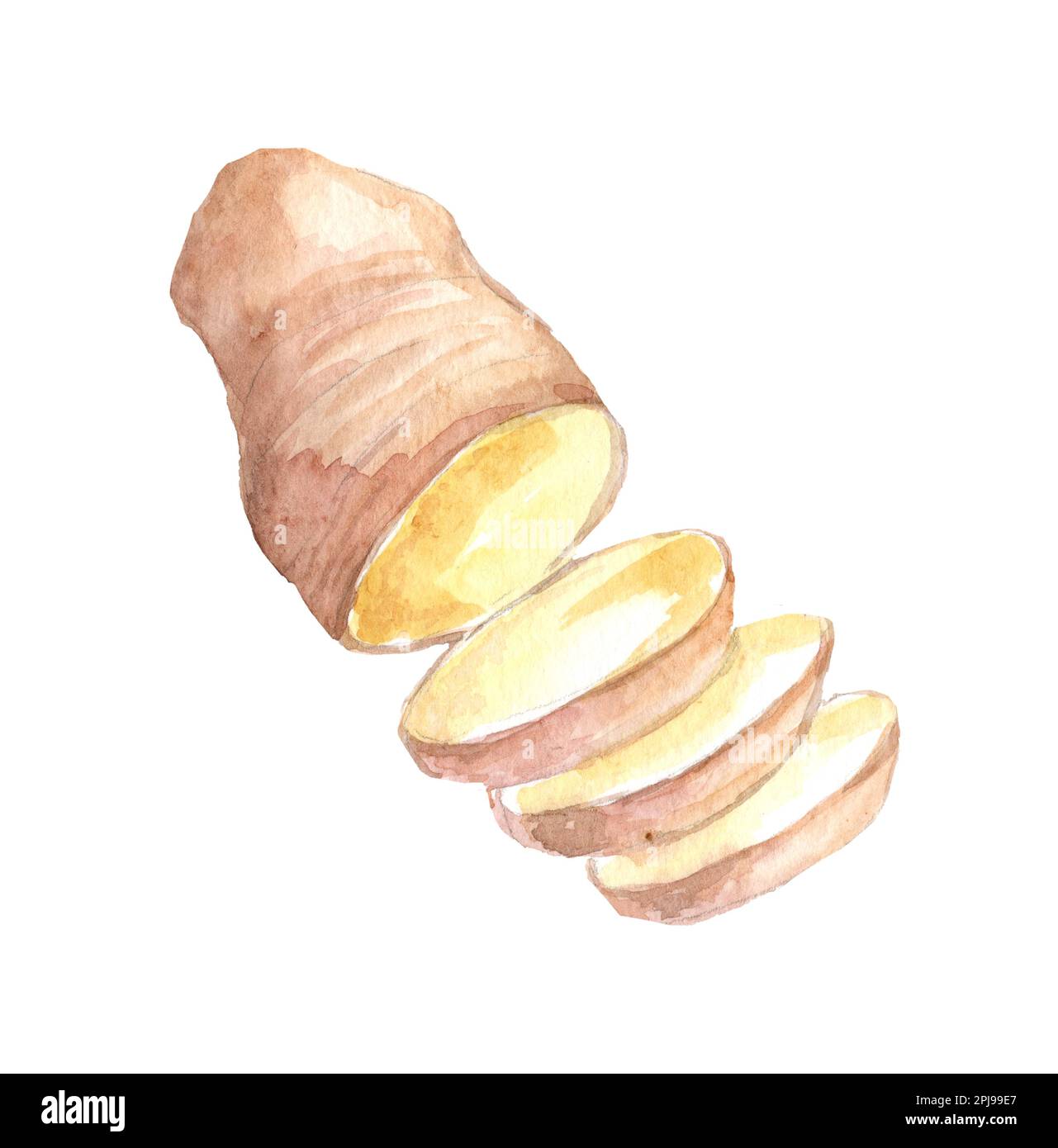 Hand Drawn Ginger and Horseradish watercolor sketch. Illustration For