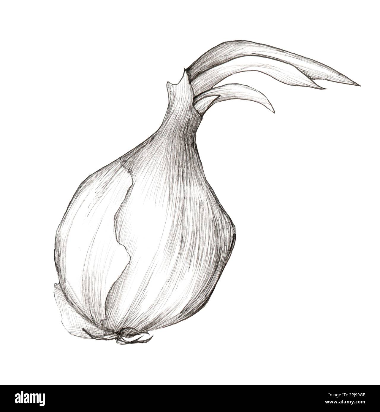 Graphic illustration of onion. Healthy food, vegetables, vegetarianism