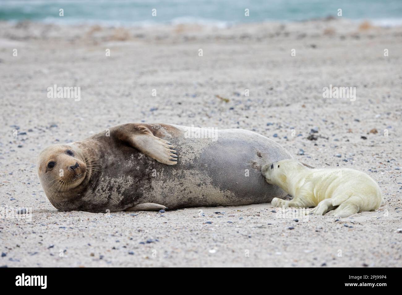 Mother gray seal suckling pup hi-res stock photography and images - Alamy