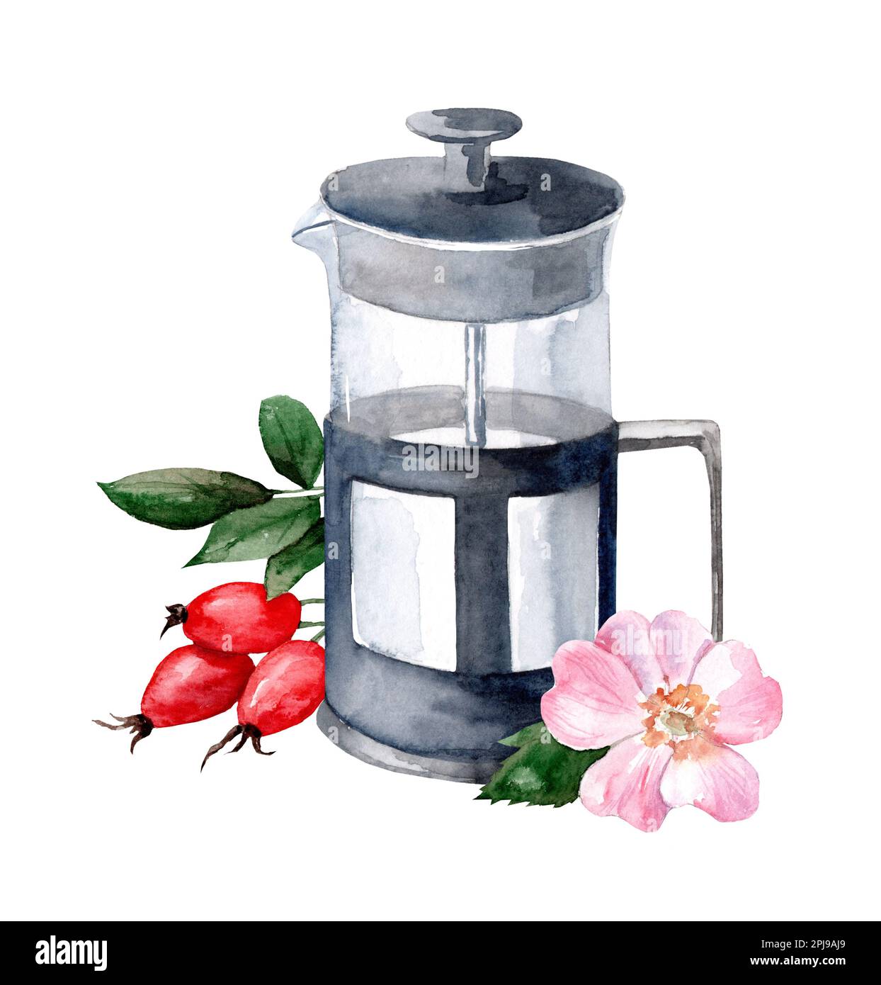 Watercolor hand painted herbal tea with rose hips on a white background