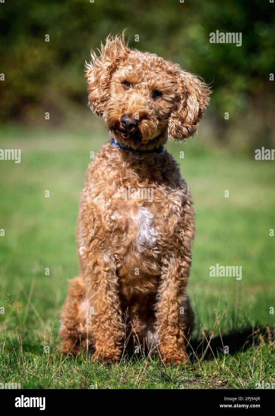 Labradoodle portrait Stock Photo