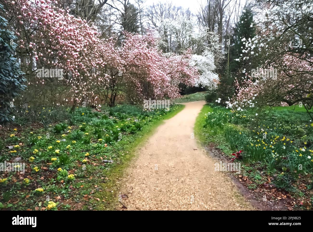 Magnolia tree trees hi-res stock photography and images - Alamy