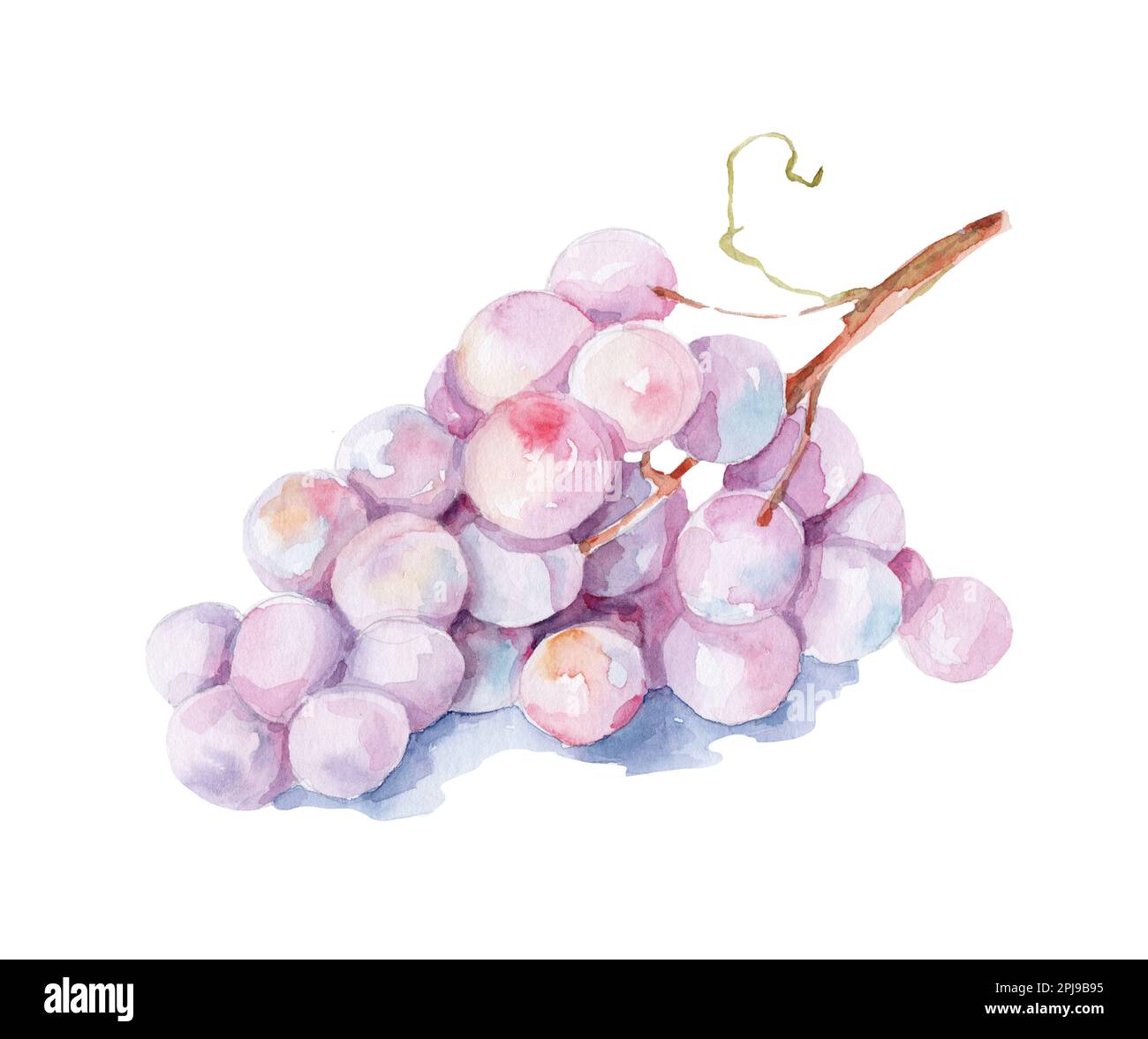 Pink Grapes Graphics Pink grape bunch watercolor image. Realistic ripe organic purple grape ...