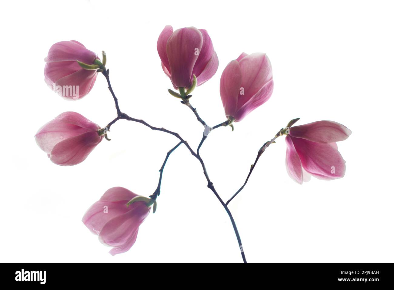 Spring magnolia flower isolated on white background Stock Photo - Alamy