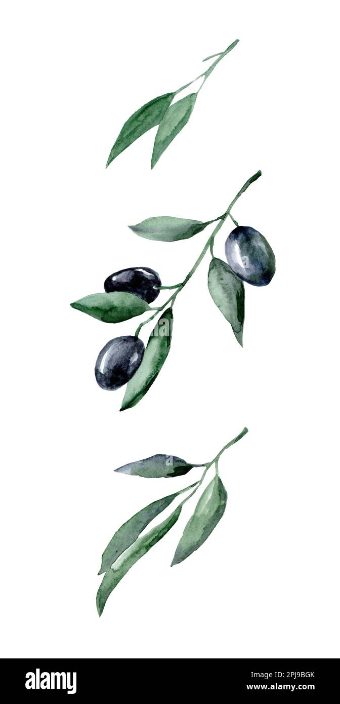 Watercolor illustration of olives hi-res stock photography and images ...