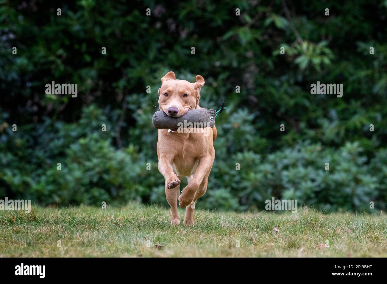 Portraits of a Fox Red Labrador during a gundog training session. Stock Photo