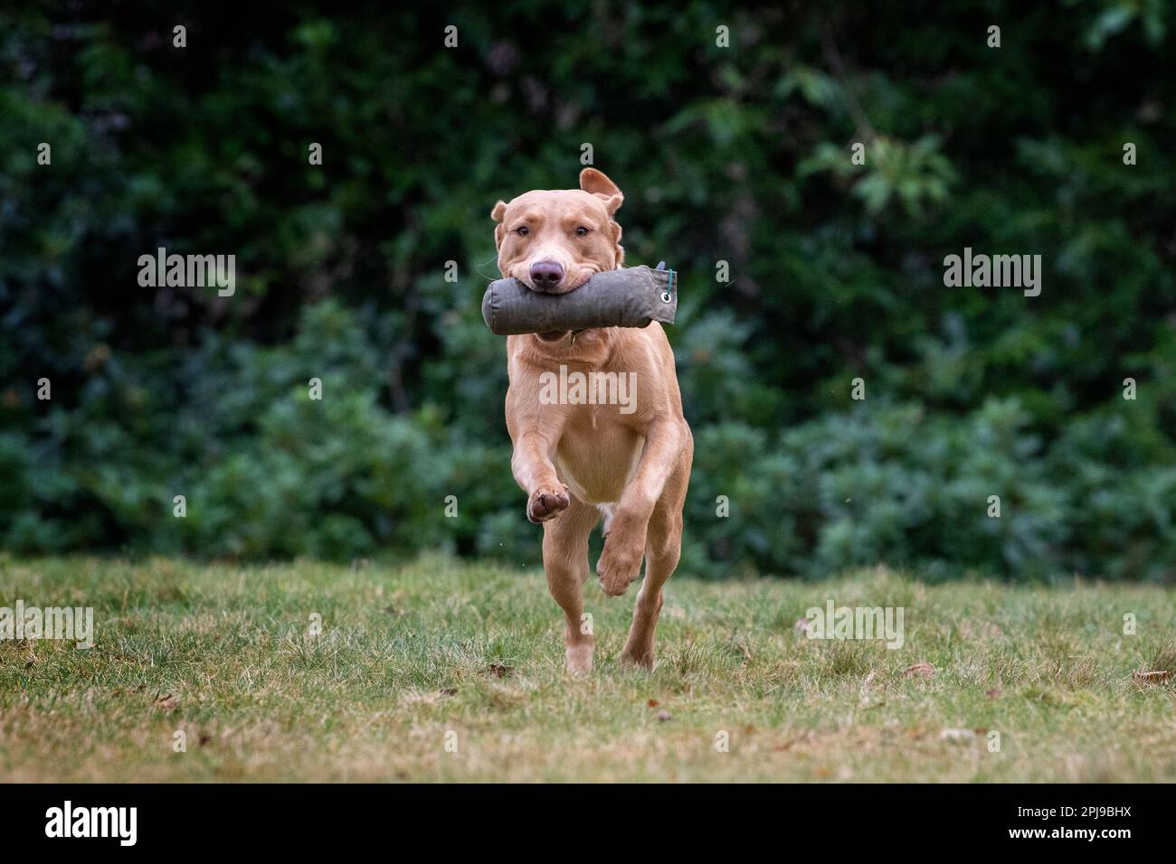 Portraits of a Fox Red Labrador during a gundog training session. Stock Photo