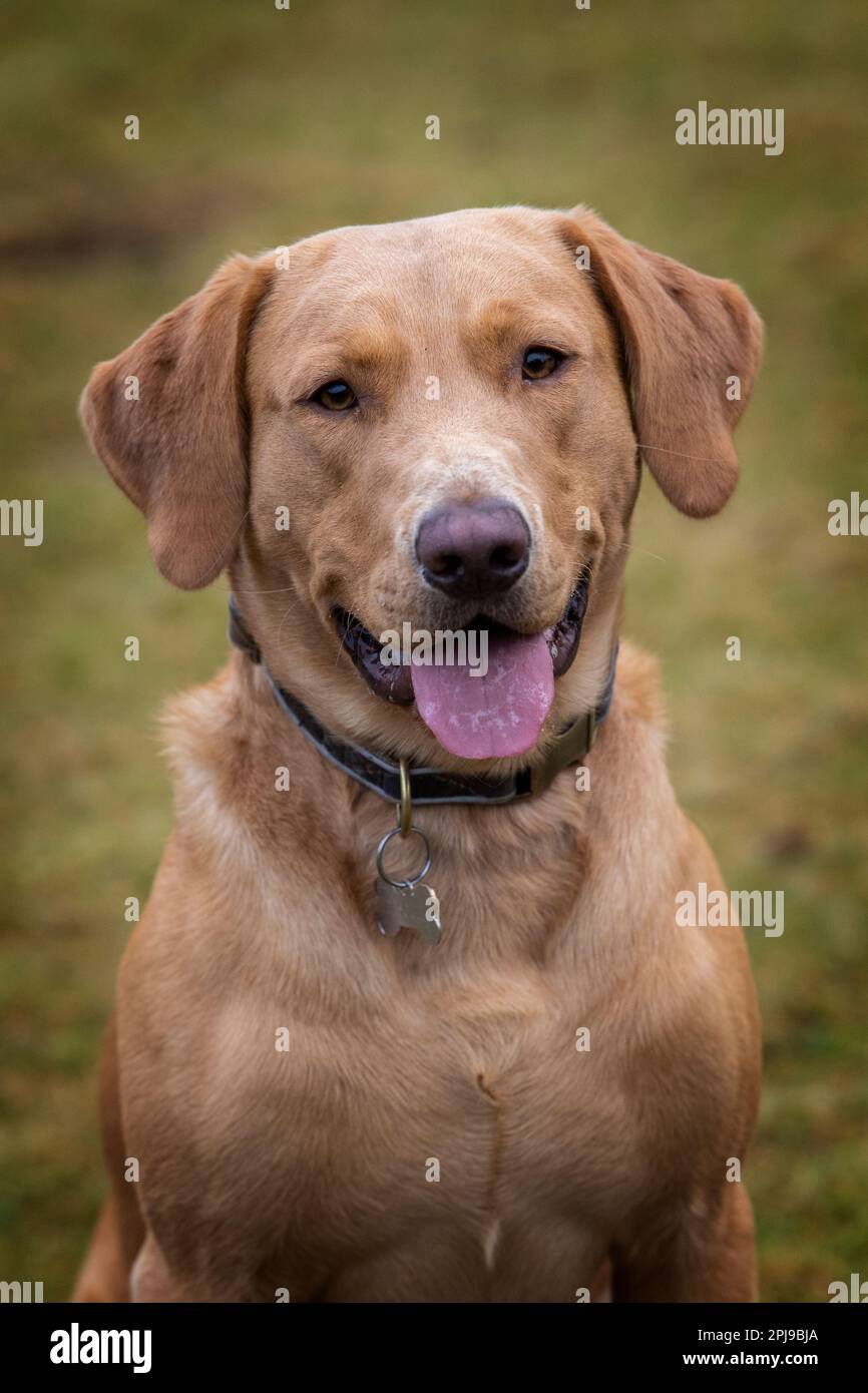 Portraits of a Fox Red Labrador during a gundog training session. Stock Photo