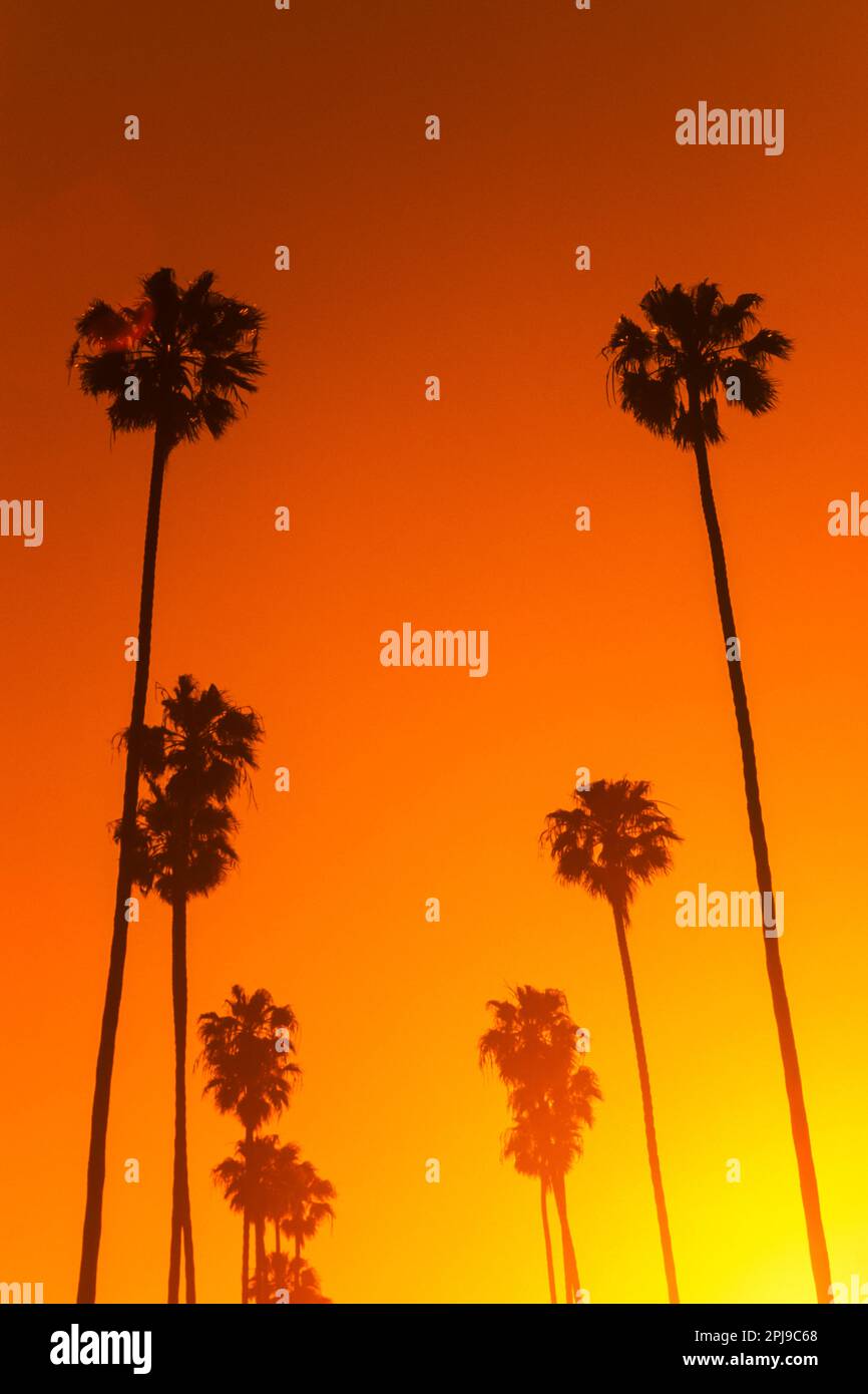 TALL PALM TREES BEVERLY HILLS LOS ANGELES CALIFORNIA USA Stock Photo