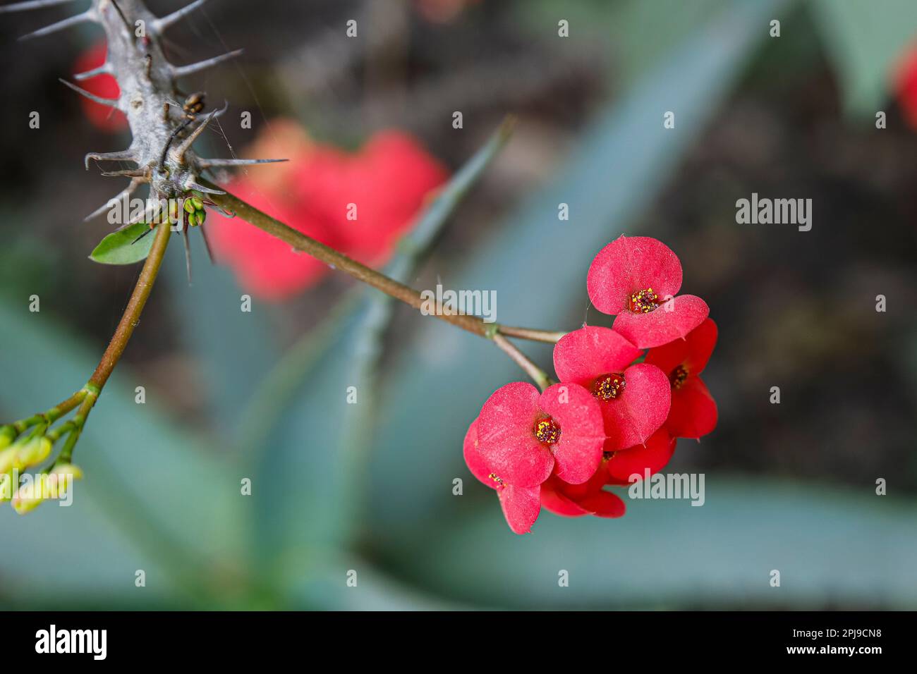 the blossoms of euphorbia milii, the crown of thorns or christ thorn Stock Photo