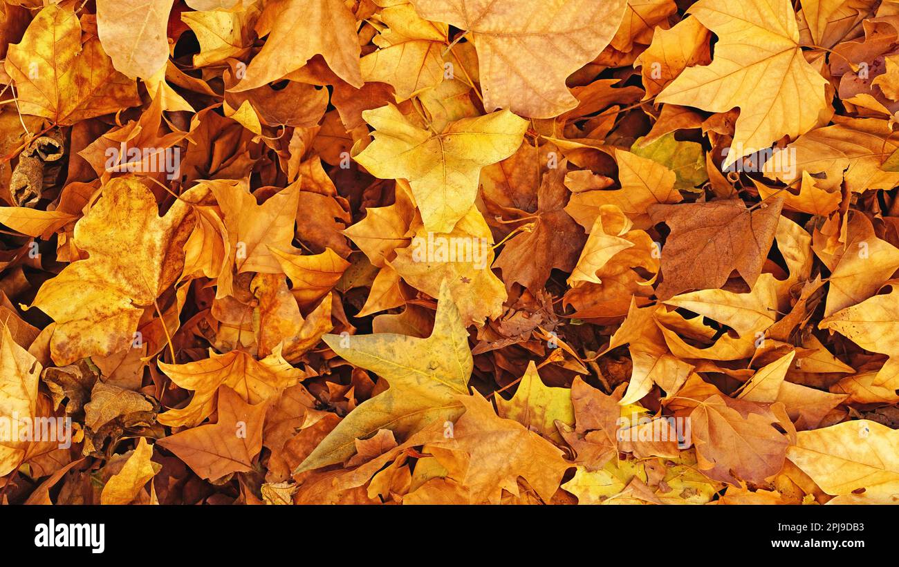 dry leaves for backgrounds and textures Stock Photo