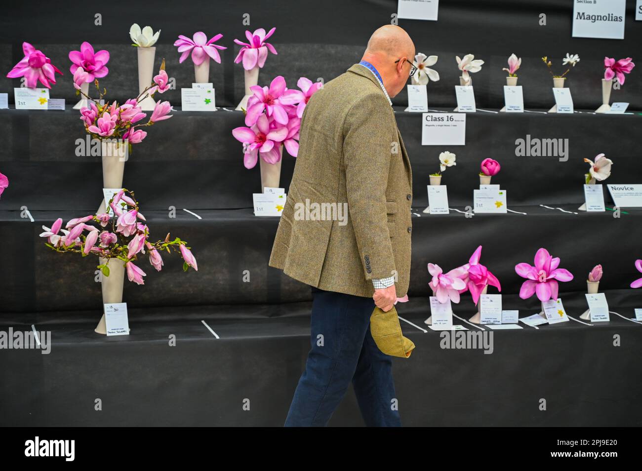 Wadebridge, Cornwall, UK. 1st April 2023. Cornwall Spring Flower Show. Some of the entries in the Magnolia competition at the Cornwall garden society spring flower which opened on Saturday. Credit Simon Maycock / Alamy Live News. Stock Photo