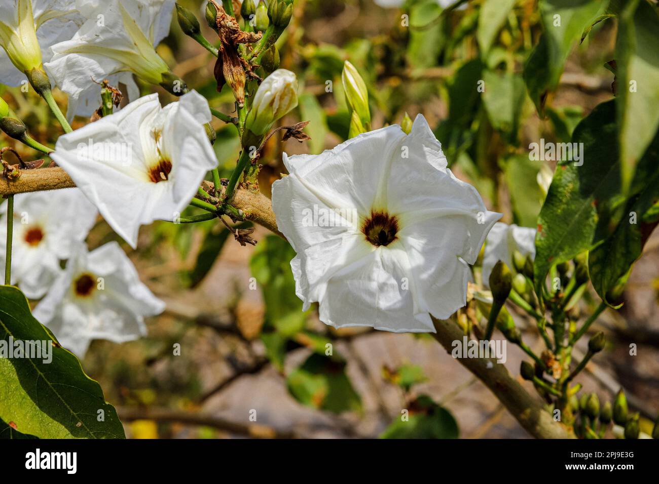 the blossom of ipomoea arborescens, tree morning glory, cazahuatl or cazahuate Stock Photo