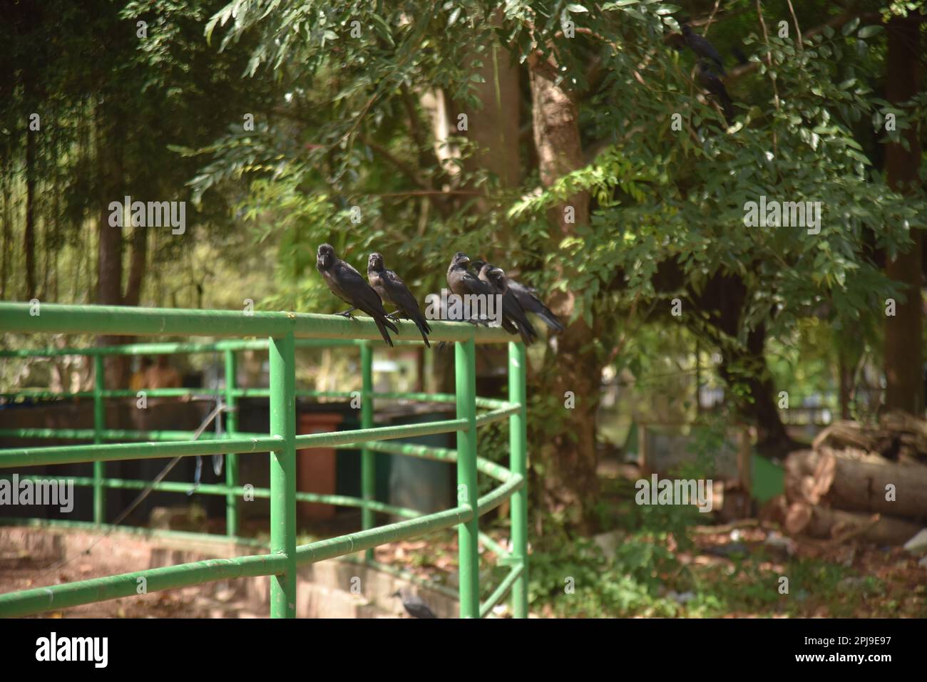 Crow facts hi-res stock photography and images - Alamy