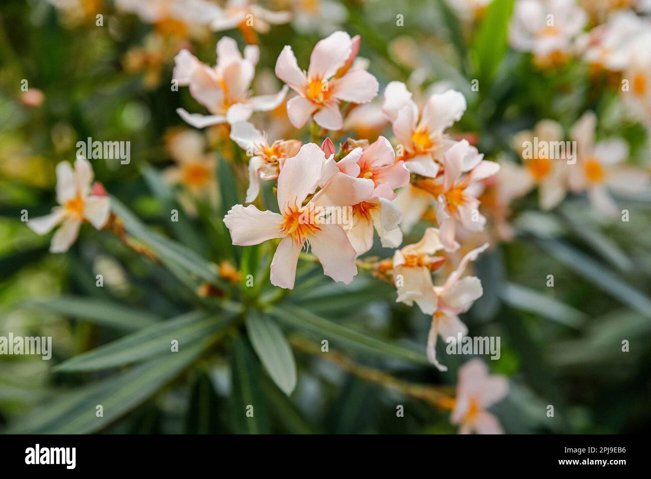 the blossoms of nerium oleander, oleander or nerium Stock Photo