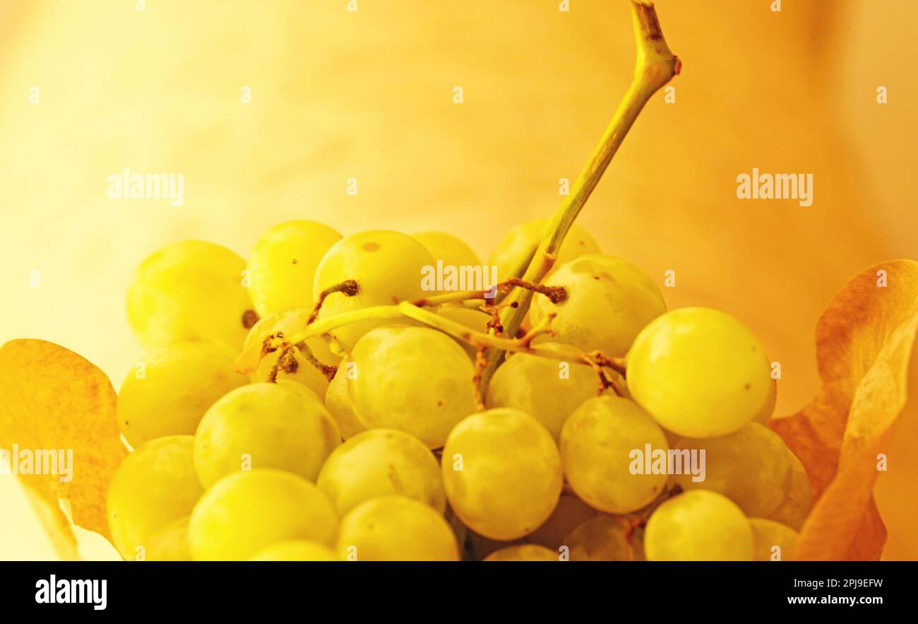 Bunch of white grapes in recyclable paper bag Stock Photo Alamy