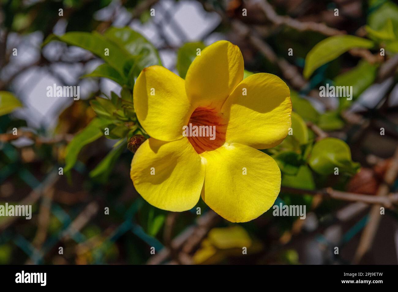the blossom of allamanda cathartica, golden trumpet, common trumpetvine or yellow allamanda Stock Photo